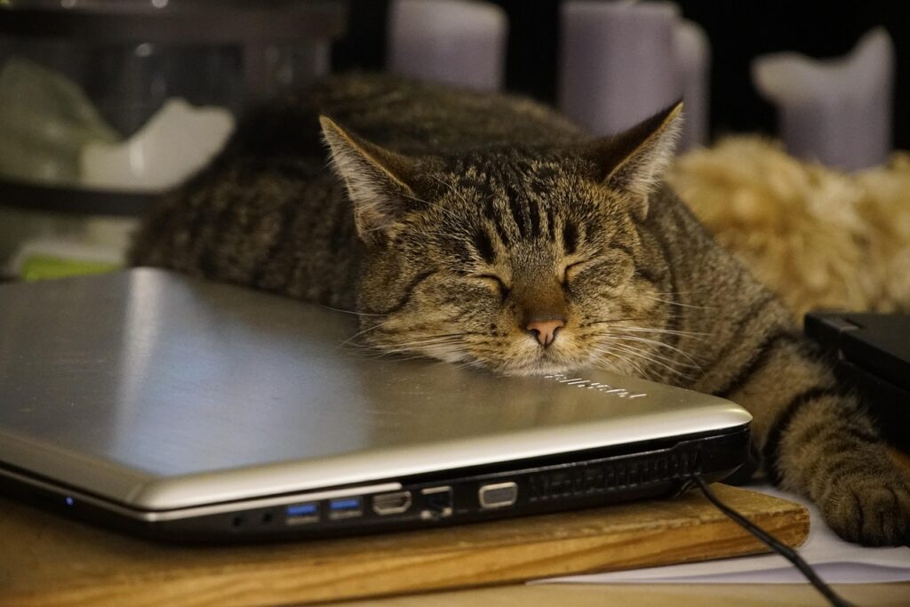 animal, cat, feline, pet, sleeping, nature, laptop